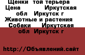 Щенки  той-терьера › Цена ­ 3 000 - Иркутская обл., Иркутск г. Животные и растения » Собаки   . Иркутская обл.,Иркутск г.